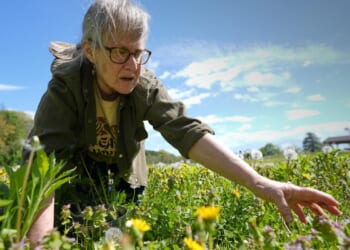 Foraging revival: Here's how wild food enthusiasts are reconnecting with nature