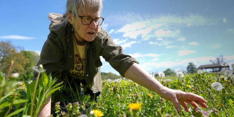 Foraging revival: Here's how wild food enthusiasts are reconnecting with nature