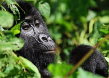 Tourism helps Uganda's endangered mountain gorillas make a comeback