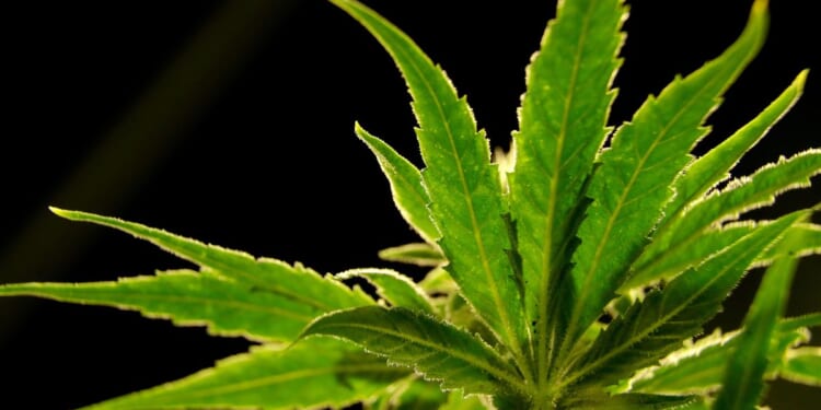 A drug made from marijuana reduced back pain in a large study