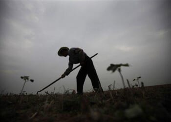 Decorative Cotton Branches – HotAir