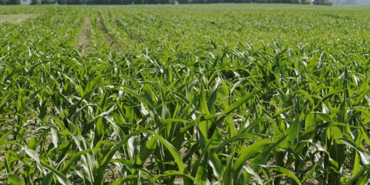 New corn growers' leader calls for year-round ethanol fuel, more markets