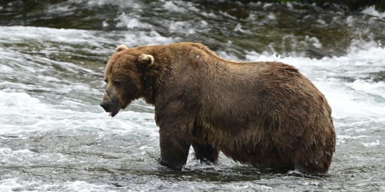 Bear 32, 'Chunk,' wins Fat Bear Week after string of runners-up