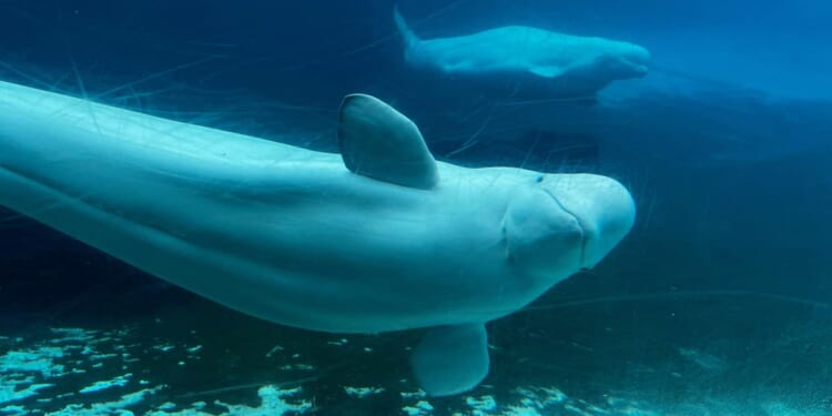 Marineland's request to export its remaining beluga whales to China denied by Canada