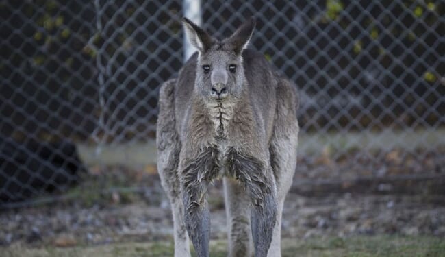 Australia’s Massive Military Upgrade – PJ Media