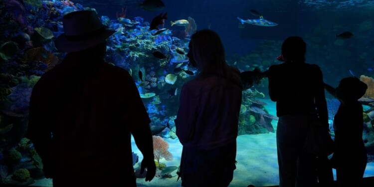 Florida's Mote Marine Laboratory relocates hundreds of marine animals to $130M facility