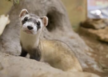 Black-footed ferrets need government funding, too