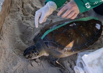 Green sea turtles make dramatic recovery thanks to conservation efforts; other animals struggling