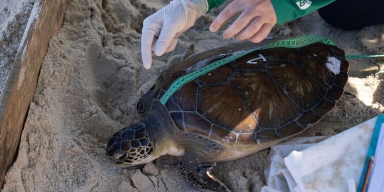 Green sea turtles make dramatic recovery thanks to conservation efforts; other animals struggling