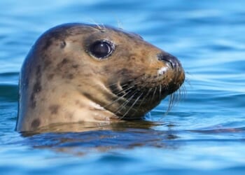 Republicans try to weaken law protecting whales, seals and polar bears