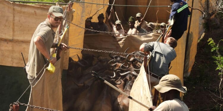 Reviving this African game reserve meant catching and transporting hundreds of wild animals