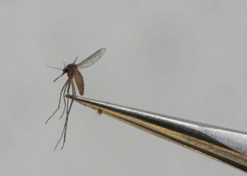 New York health officials confirm state's first case of locally acquired chikungunya virus