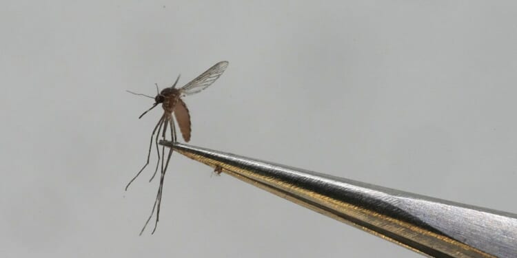 New York health officials confirm state's first case of locally acquired chikungunya virus