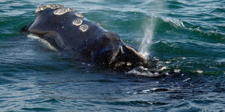 One of the world's rarest whales that makes the Atlantic Ocean its home grows in population