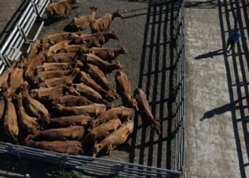 Trump bringing more beef from Argentina; U.S. cattlemen not excited