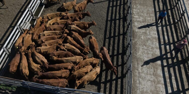 Trump bringing more beef from Argentina; U.S. cattlemen not excited