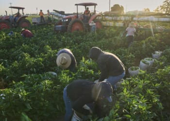 DHS to end Biden's automatic renewal of migrants' work permits; new rule increases vetting