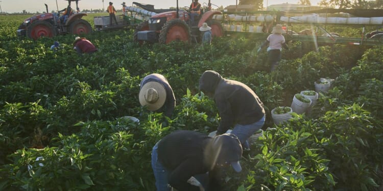 DHS to end Biden's automatic renewal of migrants' work permits; new rule increases vetting