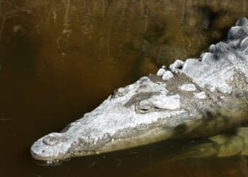 Crocodile captive in Florida after spotted with dead dog in its jaws