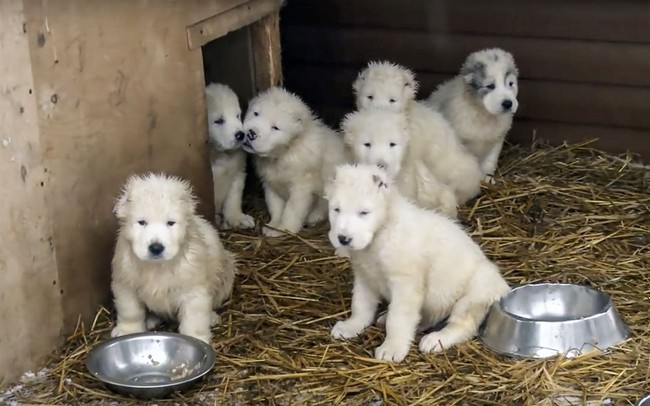 Banning Pet Sales – HotAir