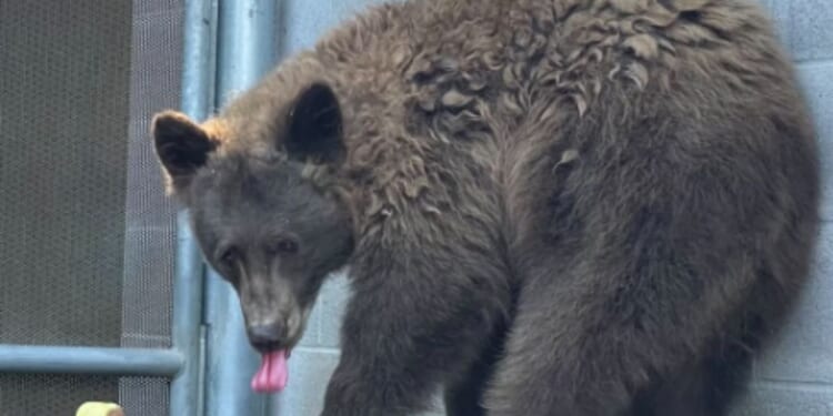 A wild black bear infiltrated the Sequoia Park Zoo in Eureka, California, on Oct. 17, 2025.