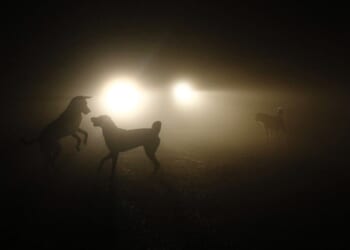 Chicago Man Reunites with Lost Dog After 10 Years Apart – PJ Media