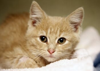 Is Banning the Retail Sale of Cats and Dogs Helping the Abandoned Pet Problem? – PJ Media