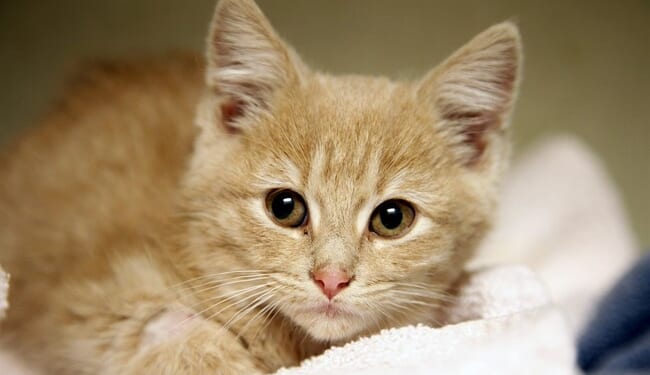 Is Banning the Retail Sale of Cats and Dogs Helping the Abandoned Pet Problem? – PJ Media