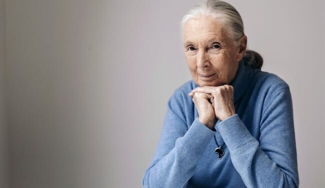 Jane Goodall, Whose Studies of Chimps Revolutionized Our Understanding of Chimps and Humans, Dead at 91 – PJ Media