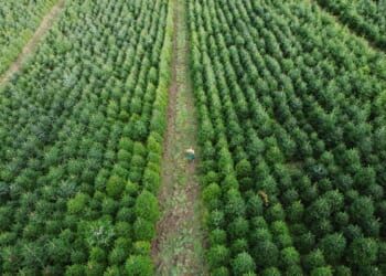Christmas harvest begins in Germany, where some say decorating trees began