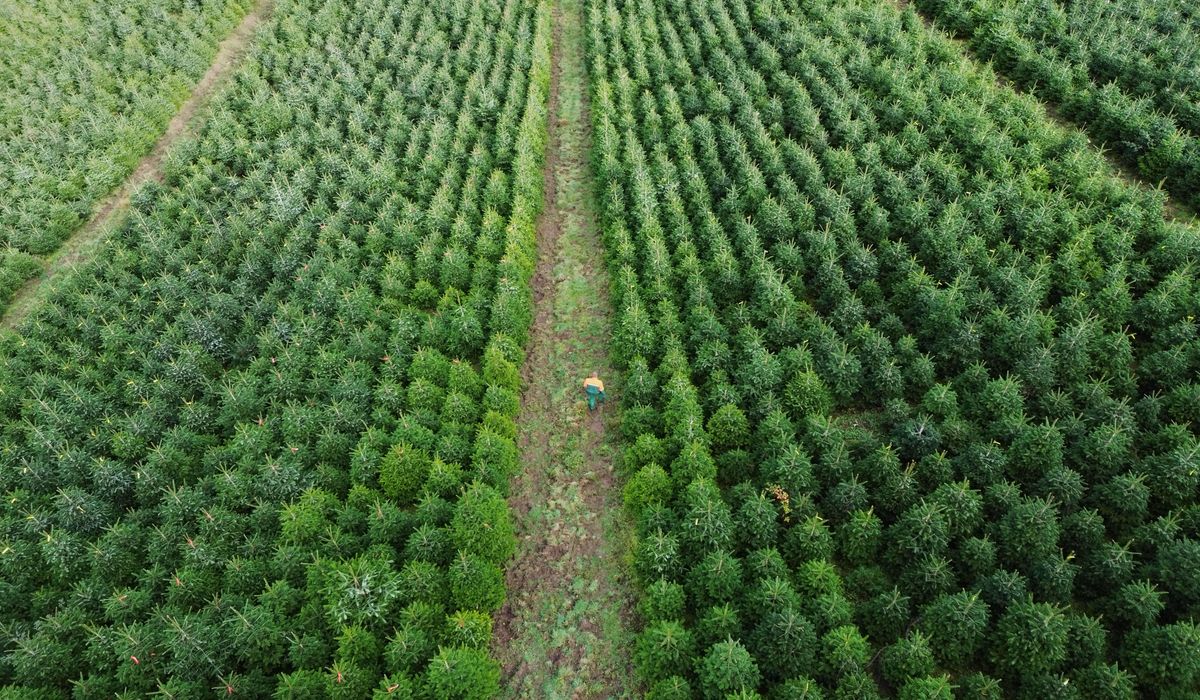 Christmas harvest begins in Germany, where some say decorating trees began