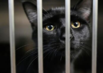 Families on SNAP worry about feeding themselves and their pets