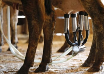 Cow-less milk to be sold in Israel; U.S. launch next year