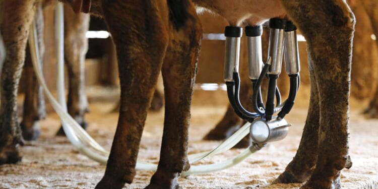 Cow-less milk to be sold in Israel; U.S. launch next year