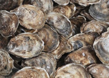 Hiroshima Prefecture oyster deaths prompt government probe
