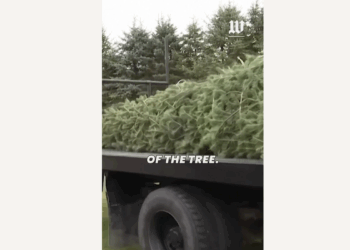Concolor fir selected as this year's White House Christmas tree is cut down, baled at Michigan farm