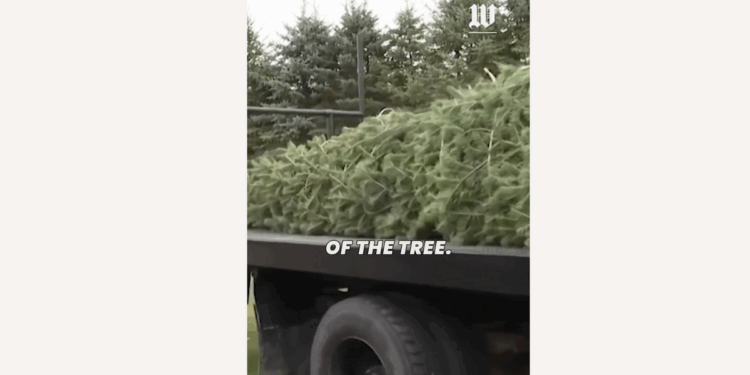 Concolor fir selected as this year's White House Christmas tree is cut down, baled at Michigan farm