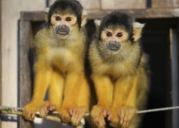 CDC reportedly ordered to end taxpayer-funded monkey research