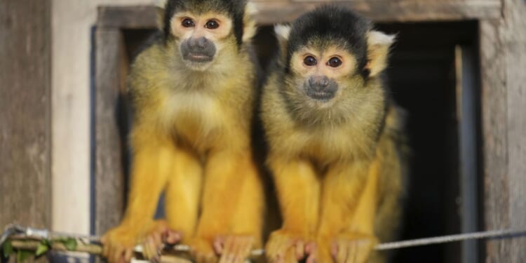 CDC reportedly ordered to end taxpayer-funded monkey research