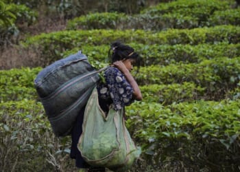 Tea tariffs once sparked a revolution. Now they are creating angst