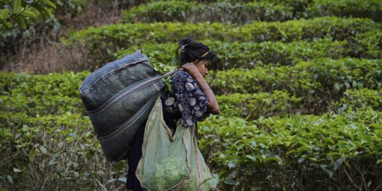 Tea tariffs once sparked a revolution. Now they are creating angst