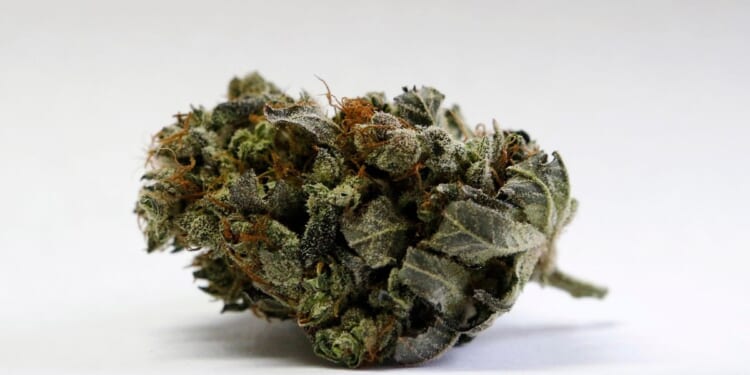 JAMA study finds 'insufficient evidence' for most cannabis health claims