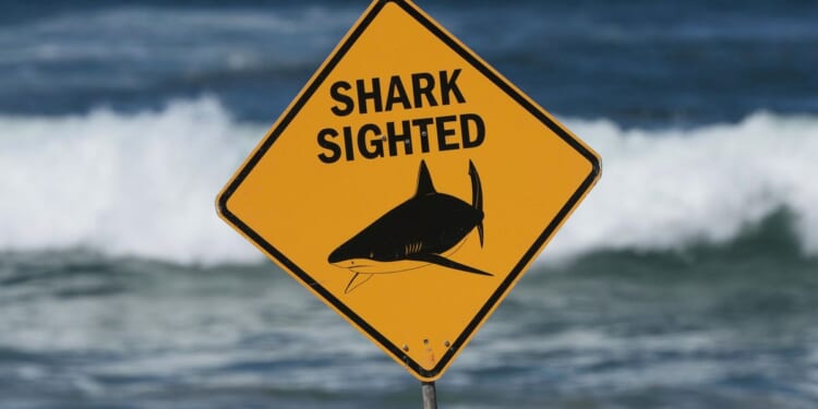 Shark attack in Australia leaves woman dead, man critically injured