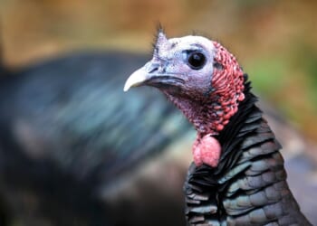 Swapping wild turkeys for other animals became a conservation success story