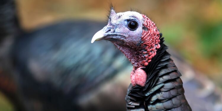 Swapping wild turkeys for other animals became a conservation success story