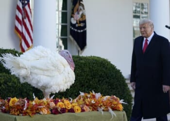 Handicapping the Thanksgiving Turkey Pardons – HotAir