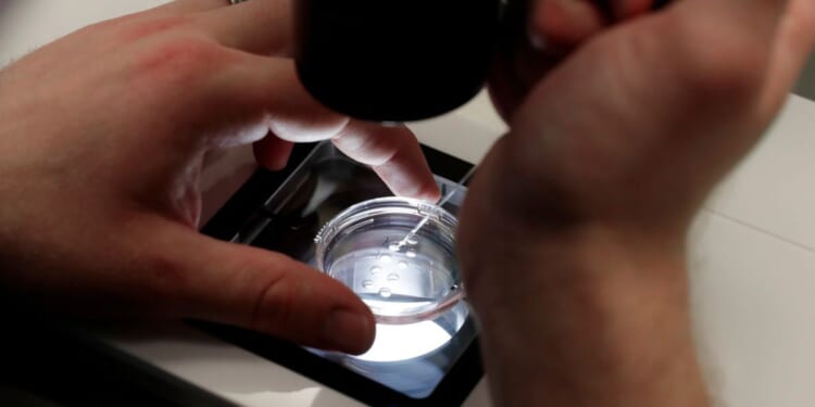 A lab staff member analyzes embryos at the Aspire Houston Fertility Institute on Feb. 27, 2024 in Houston.
