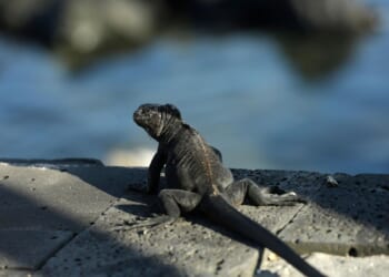 The growing exotic pet trade driving illegal sales online and a push for tighter rules