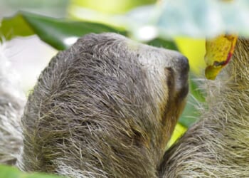 Sloth dies at Smithsonian's National Zoo after bout with early-onset kidney disease