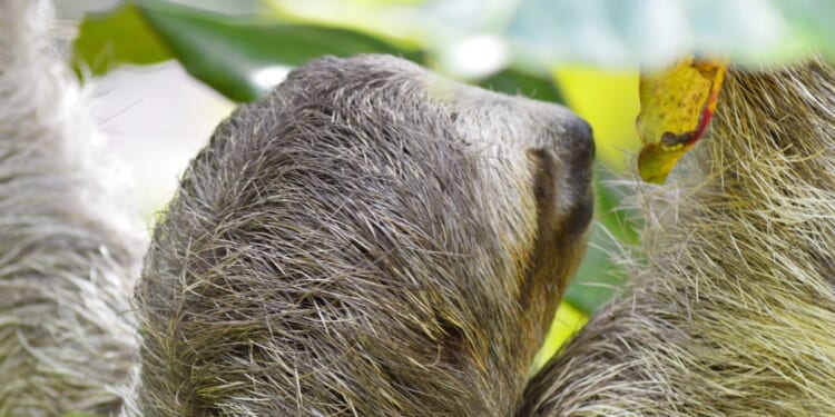 Sloth dies at Smithsonian's National Zoo after bout with early-onset kidney disease